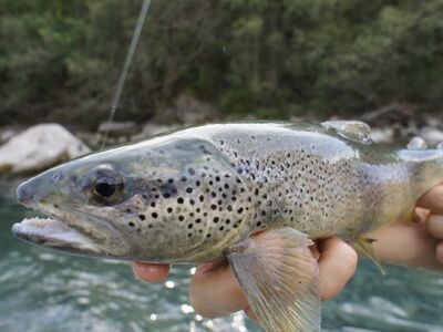 Pyreneeën van oost naar west