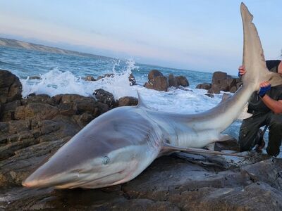 Zuid Afrika Mosselbaai