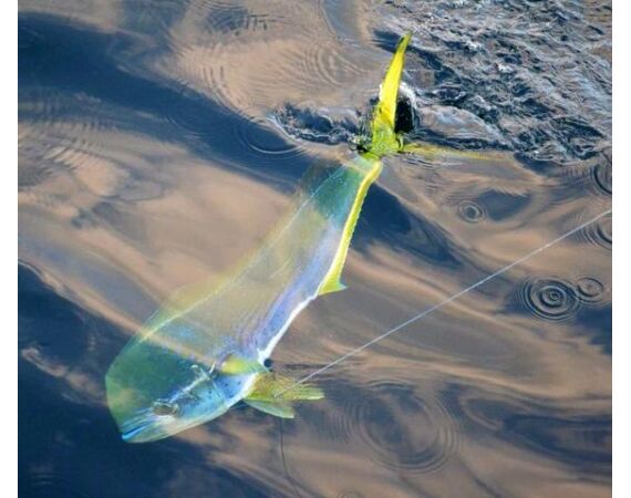 Verenigde Arabische Emiraten