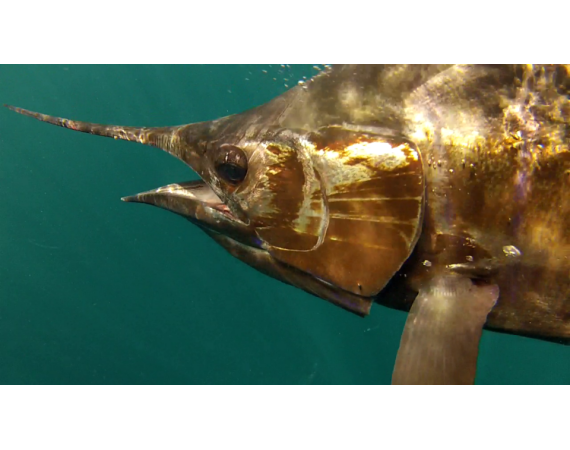 Verenigde Arabische Emiraten