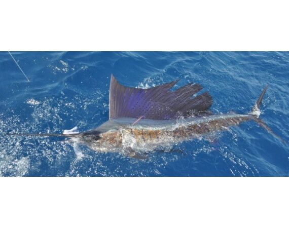 Verenigde Arabische Emiraten