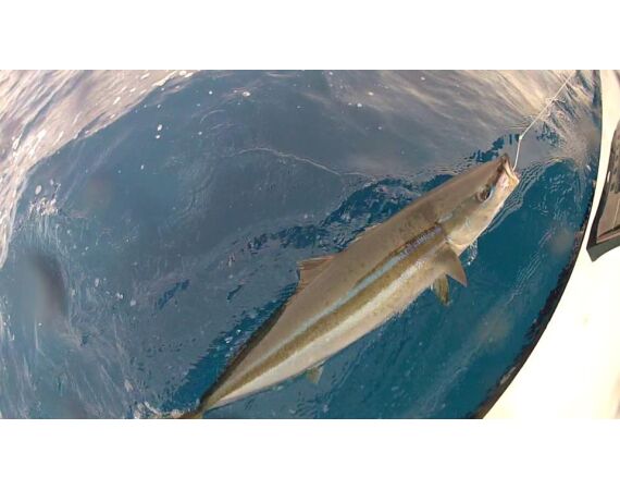 Verenigde Arabische Emiraten