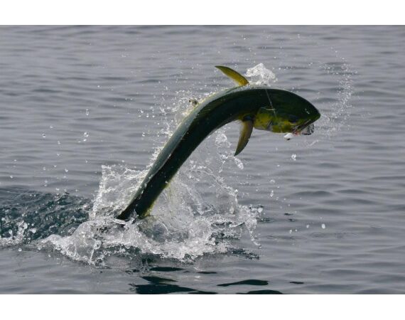 Verenigde Arabische Emiraten