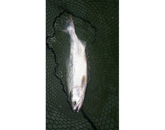 Canada zalm en steur