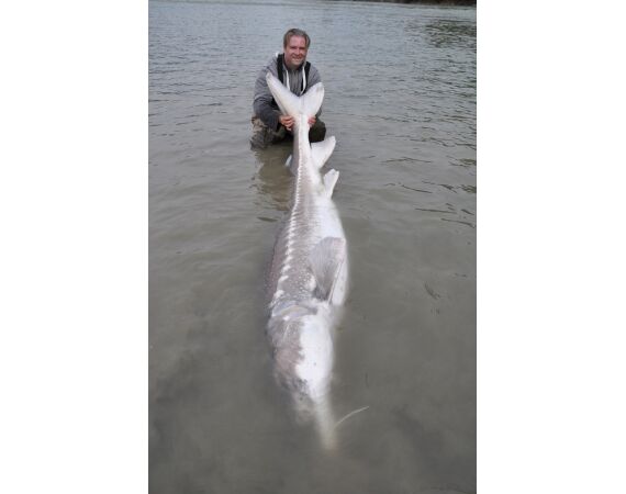 Canada zalm en steur
