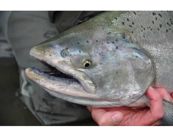 Canada zalm en steur