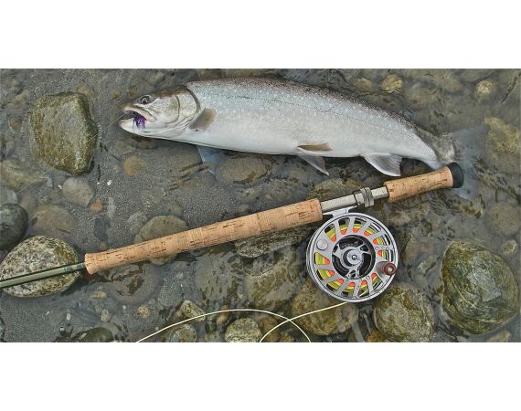 Canada zalm en steur