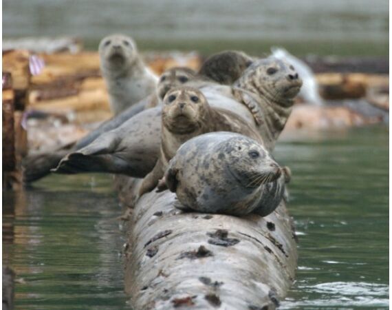 Canada zalm en steur