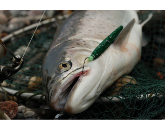 Moen, Denemarken Zeeforel