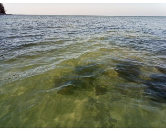 Moen, Denemarken Zeeforel