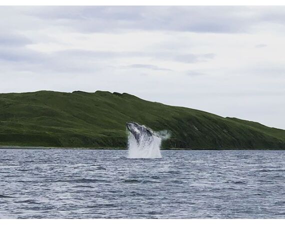 Beringzee, heilbot en zalm Alaska