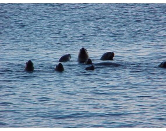 Beringzee, heilbot en zalm Alaska