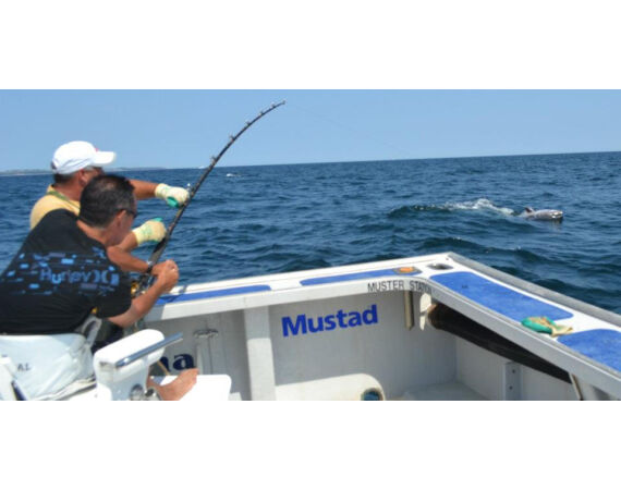 Nova Scotia, blauwvin tonijn, Canada