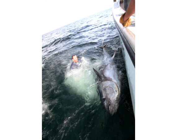 Nova Scotia, blauwvin tonijn, Canada