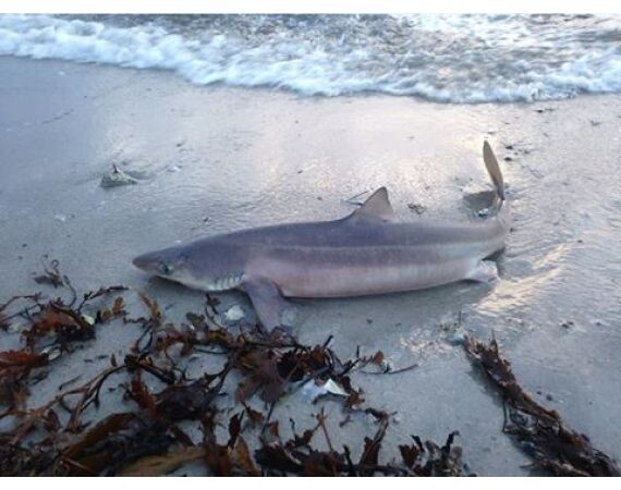 Hirtshals, Gele Rif, Denemarken