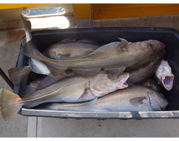 Hirtshals, Gele Rif, Denemarken