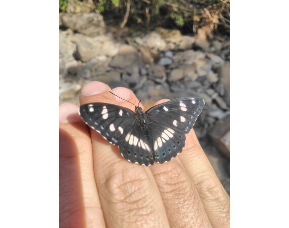 Op de top van de Pyreneeën