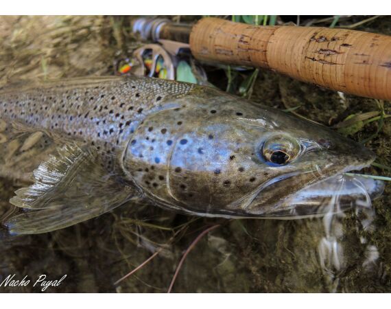 Pyreneeën van oost naar west