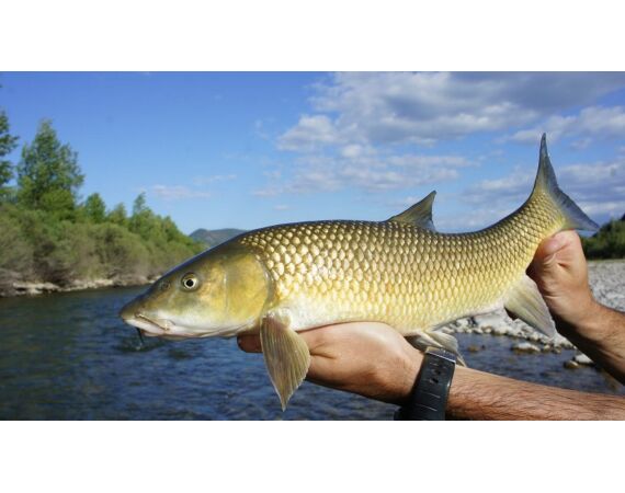 Pyreneeën van oost naar west