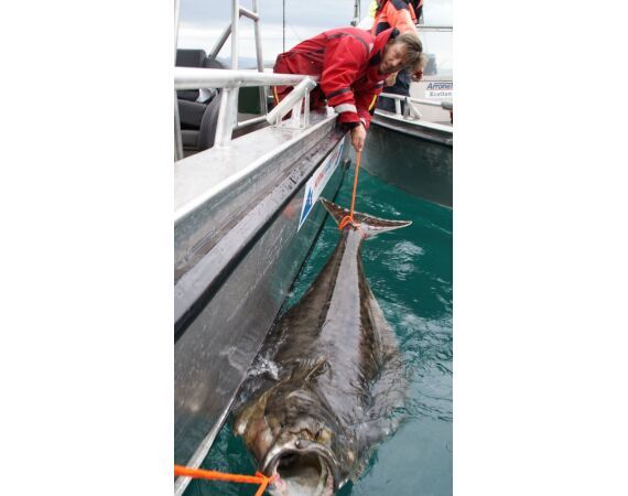 Havoysund Arronet boot