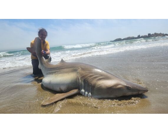 Zuid Afrika Mosselbaai