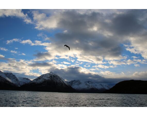 Savage Gear Loppa festival juni 2026