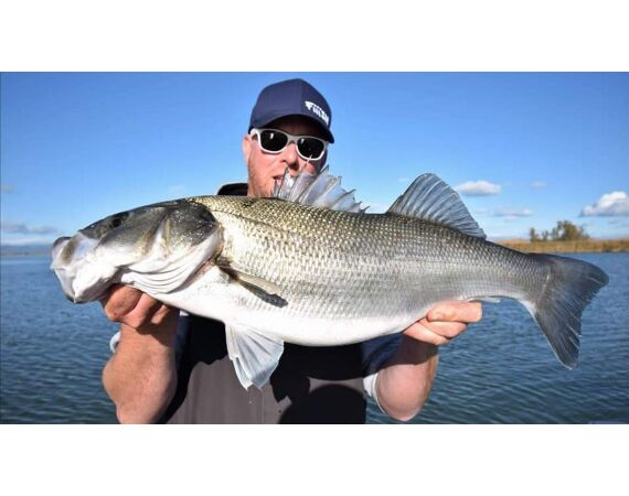 Spanje Blauwvintonijn