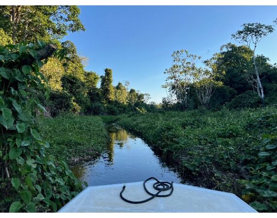 Arapaima Bolivia aug 2026