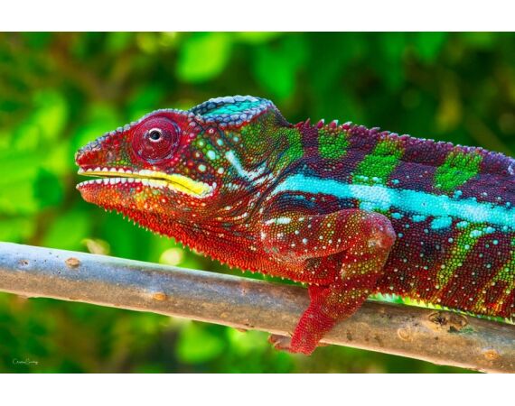 Madagascar Live aboard