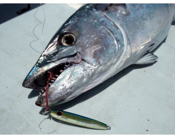 Madagascar Live aboard