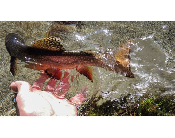 Van oost naar west in de Spaanse Pyreneeën okt 26