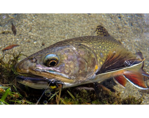 Van oost naar west in de Spaanse Pyreneeën okt 26