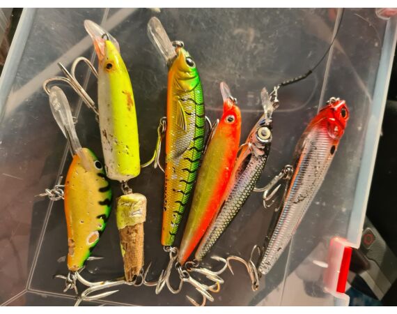 Amazone Guyana okt 2026