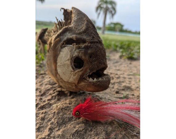 Argentinie, Golden Dorado okt 2026