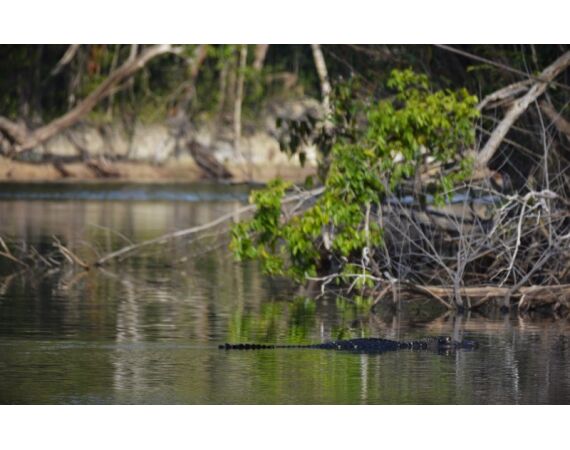 Peacock Bass Houseboat feb 27