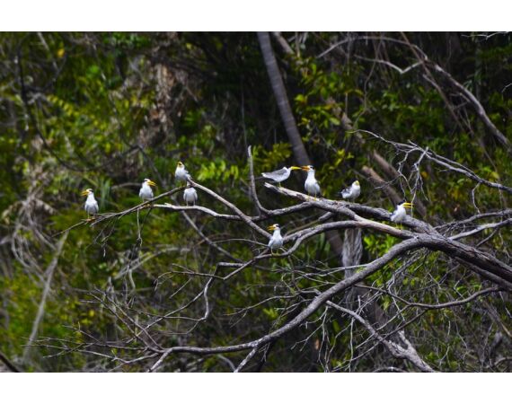 Peacock Bass Houseboat feb 27