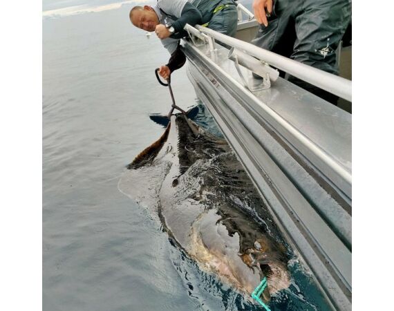 Nipro Noorwegen Festival mei 2026