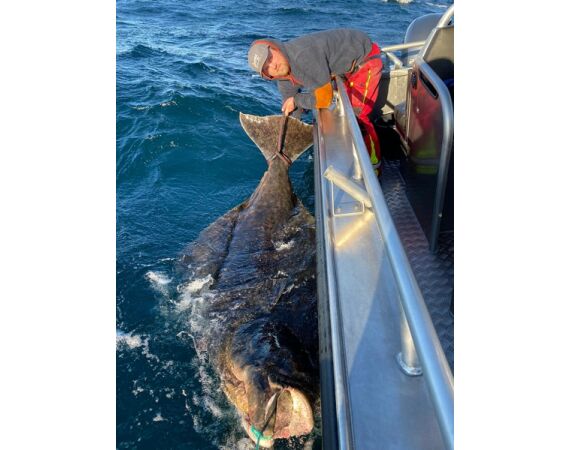 Nipro Noorwegen Festival mei 2026