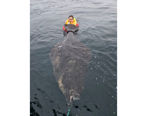 Nipro Noorwegen Festival mei 2026