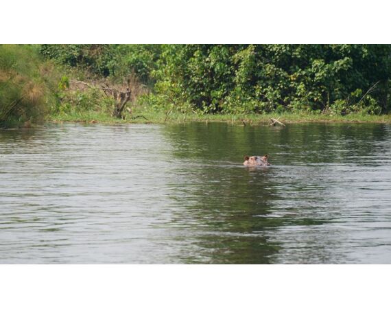 Nile Perch Uganda mar 26