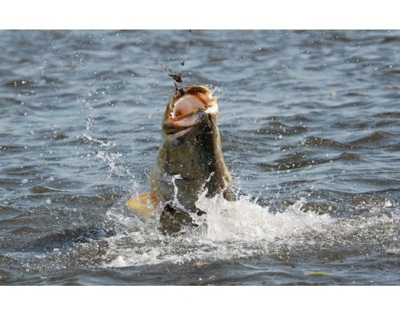 Nile Perch Uganda mar 26