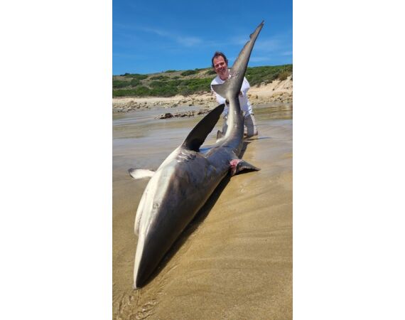 Zuid Afrika Mosselbaai nov 2026