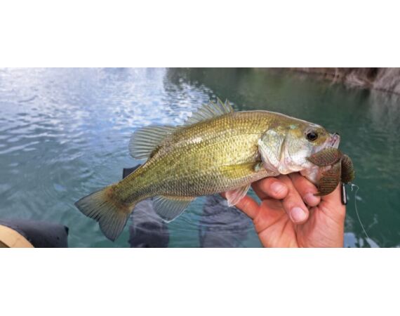 Spaanse bellyboat Black Bass