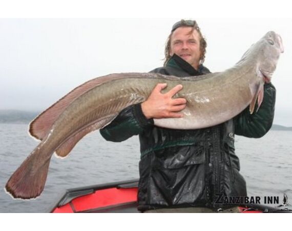 Rien de Wolf Noorwegen festival mei 2026