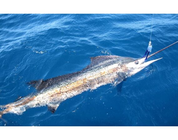 Fauna goes Madagascar! jan 27