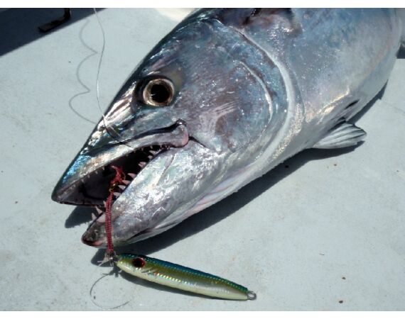 Volkmar goes Madagascar! dec 26