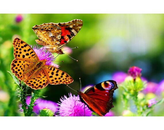 Volkmar goes Madagascar! dec 26