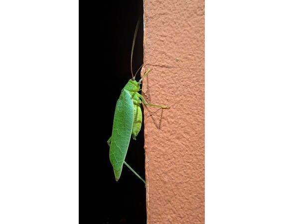 Guinee Bissau groep nov 26