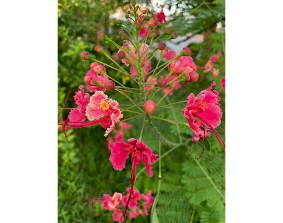 Guinee Bissau groep nov 26