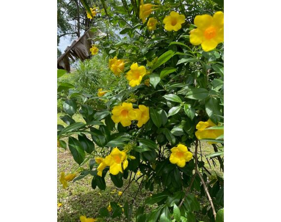 Guinee Bissau groep nov 26